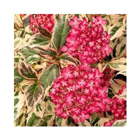   Fűrészeslevelű hortenzia - "Euphoria Pink" - Hydrangea Serrata - K3