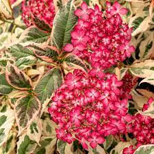 Fűrészeslevelű hortenzia - "Euphoria Pink" - Hydrangea Serrata - K3