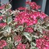 Fűrészeslevelű hortenzia - "Euphoria Pink" - Hydrangea Serrata - K3