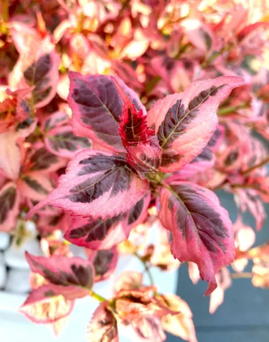 Fűrészeslevelű hortenzia - "Euphoria Pink" - Hydrangea Serrata - K3