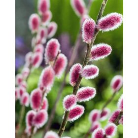   Rózsaszín barkafűz - Salix Gracilistyla "Mount Aso" Törzs: 80 cm