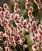Rózsaszín barkafűz - Salix Gracilistyla "Mount Aso" Törzs: 80 cm