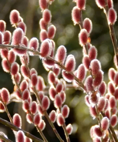 Rózsaszín barkafűz - Salix Gracilistyla "Mount Aso" Törzs: 80 cm