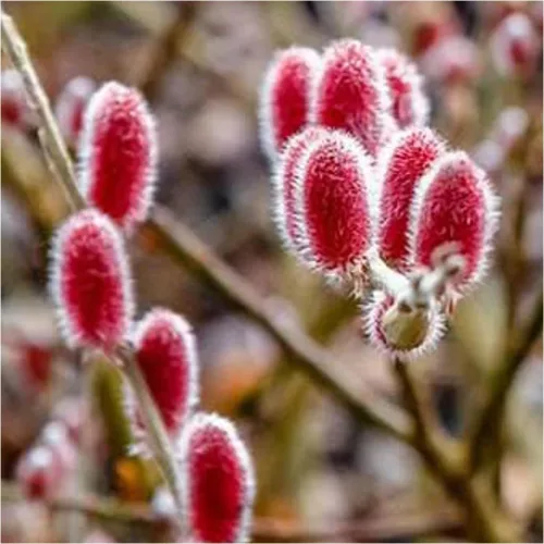 Rózsaszín barkafűz - Salix Gracilistyla "Mount Aso" Törzs: 80 cm