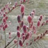 Rózsaszín barkafűz - Salix Gracilistyla "Mount Aso" Törzs: 80 cm