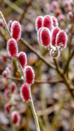 Rózsaszín barkafűz - Salix Gracilistyla "Mount Aso" Törzs: 80 cm