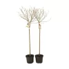 Rózsaszín barkafűz - Salix Gracilistyla "Mount Aso" Törzs: 80 cm