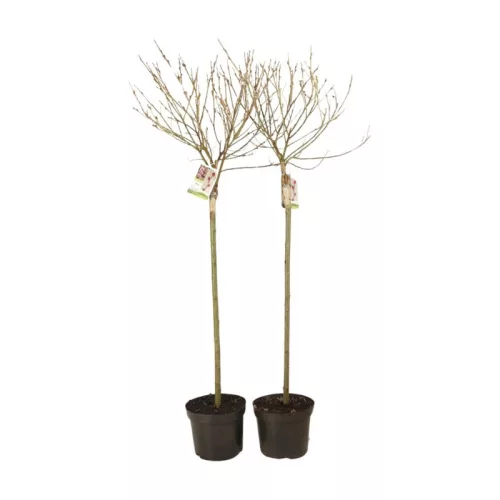 Rózsaszín barkafűz - Salix Gracilistyla "Mount Aso" Törzs: 80 cm