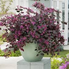 Kínai rojtosvirág- Loropetalum chinense "Fire Dance"