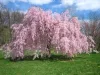 Csüngő Japán díscseresznye - Prunus subhirtella ‘Pendula Rubra’ Törza 120 cm