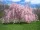 Csüngő Japán díscseresznye - Prunus subhirtella ‘Pendula Rubra’ Törza 120 cm