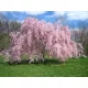 Csüngő Japán díscseresznye - Prunus subhirtella ‘Pendula Rubra’ Törza 120 cm