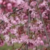 Csüngő Japán díscseresznye - Prunus subhirtella ‘Pendula Rubra’ Törza 120 cm