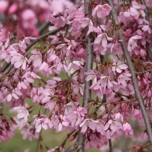 Csüngő Japán díscseresznye - Prunus subhirtella ‘Pendula Rubra’ Törza 120 cm