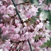Csüngő Japán díscseresznye - Prunus subhirtella ‘Pendula Rubra’ Törza 120 cm