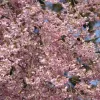 Csüngő Japán díscseresznye - Prunus subhirtella ‘Pendula Rubra’ Törza 120 cm