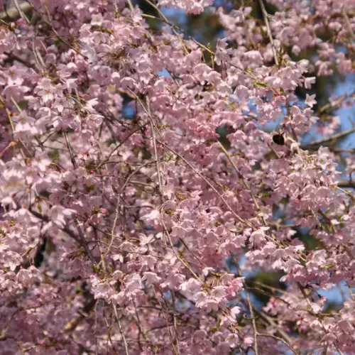 Csüngő Japán díscseresznye - Prunus subhirtella ‘Pendula Rubra’ Törza 120 cm
