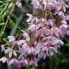 Csüngő Japán díscseresznye - Prunus subhirtella ‘Pendula Rubra’ Törza 120 cm
