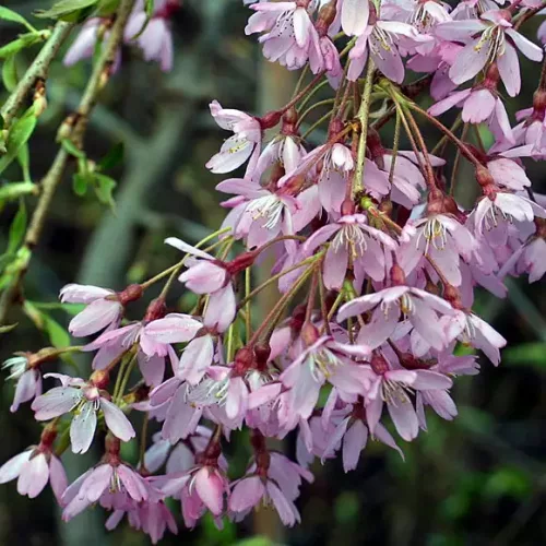 Csüngő Japán díscseresznye - Prunus subhirtella ‘Pendula Rubra’ Törza 120 cm