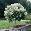 Törzses Bugás hortenzia - Hydrangea paniculata ‘Kyushu’ - Törzs 40 cm - K2