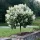 Törzses Bugás hortenzia - Hydrangea paniculata ‘Kyushu’ - Törzs 40 cm - K2