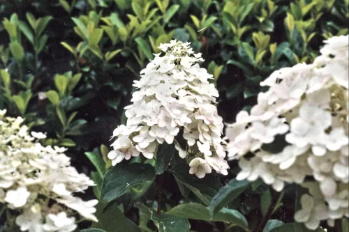 Törzses Bugás hortenzia - Hydrangea paniculata ‘Kyushu’ - Törzs 40 cm - K2