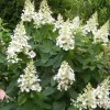 Törzses Bugás hortenzia - Hydrangea paniculata ‘Kyushu’ - Törzs 40 cm - K2