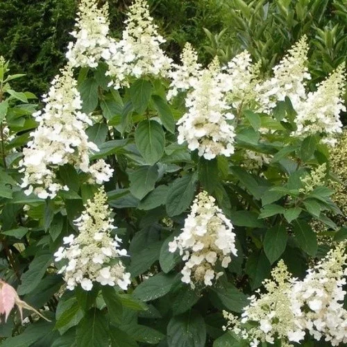 Törzses Bugás hortenzia - Hydrangea paniculata ‘Kyushu’ - Törzs 40 cm - K2