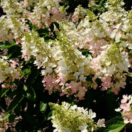 Törzses Bugás hortenzia - Hydrangea paniculata ‘Kyushu’ - Törzs 40 cm - K2