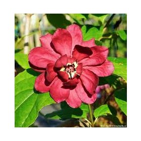   Illatos fűszercserje - Calycanthus x raulstonii 'Hartlage Wine"