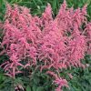 Tollbuga - Astilbe x arendsii "Bressingham Beauty"