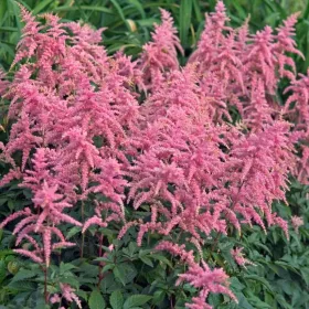 Tollbuga - Astilbe x arendsii "Bressingham Beauty"