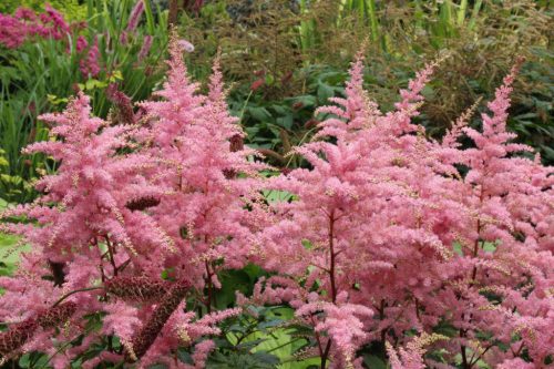 Tollbuga - Astilbe x arendsii "Bressingham Beauty"