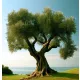 Olajfa - Olea Europaea Cs14