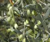 Olajfa - Olea Europaea Cs14