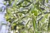 Olajfa - Olea Europaea Cs14