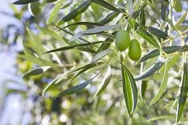 Olajfa - Olea Europaea Cs14