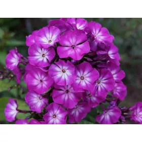 Bugás lángvirág - Phlox paniculata "Tatjana"