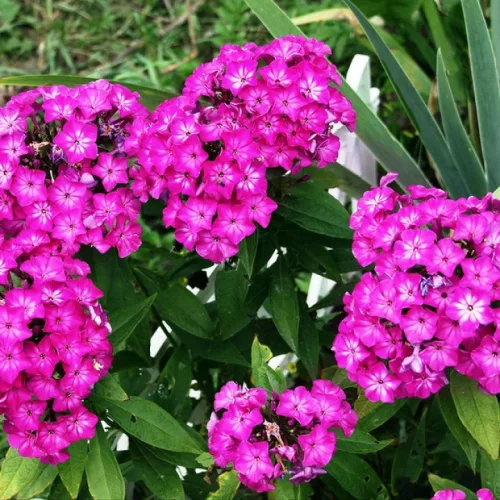 Bugás lángvirág - Phlox paniculata "Tatjana"