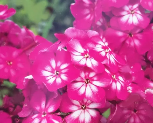 Bugás lángvirág - Phlox paniculata "Tatjana"