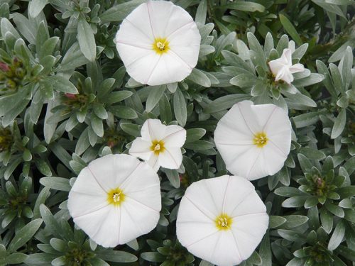 Ezüstös Hajnalka - Convolvulus cneorum