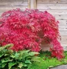 Japán juhar - Acer palmatum "Red Emperor" K2
