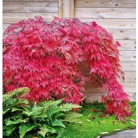 Japán juhar - Acer palmatum "Red Emperor" K2