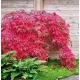 Japán juhar - Acer palmatum "Red Emperor" K2