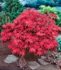 Japán juhar - Acer palmatum "Red Emperor" K2