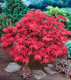 Japán juhar - Acer palmatum "Red Emperor" K2