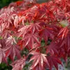 Japán juhar - Acer palmatum "Red Emperor" K2