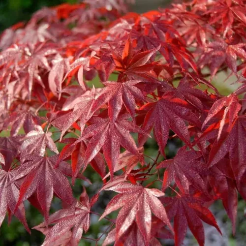 Japán juhar - Acer palmatum "Red Emperor" K2
