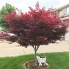 Japán juhar - Acer palmatum "Red Emperor" K2