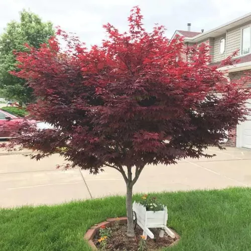 Japán juhar - Acer palmatum "Red Emperor" K2